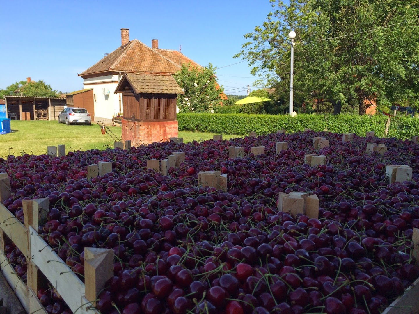 Simedro Fruits Trešnje
