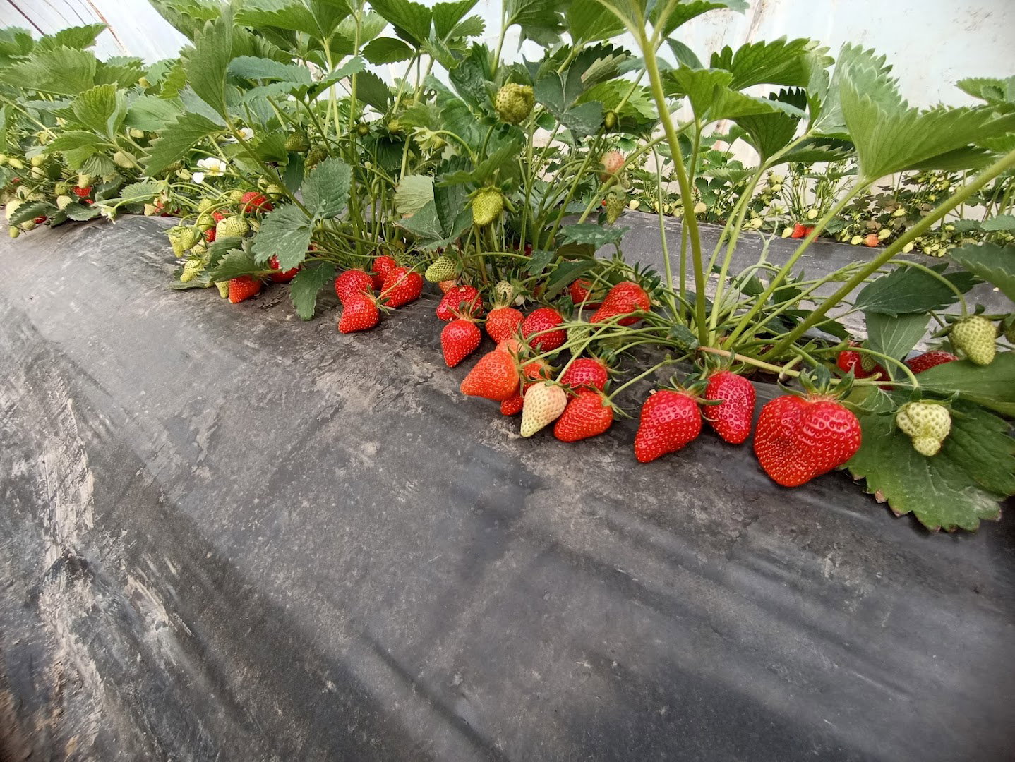 Plantaža jagoda Jezdimirovic