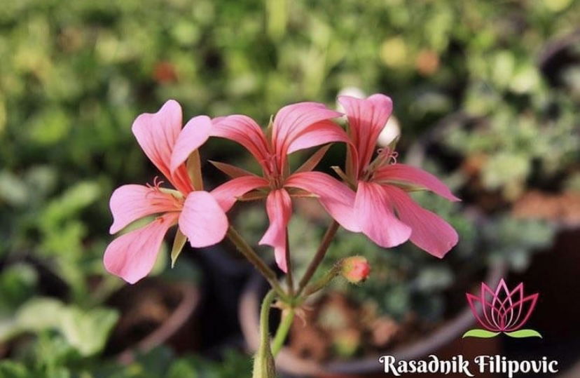Rasadnik cveca Filipovic