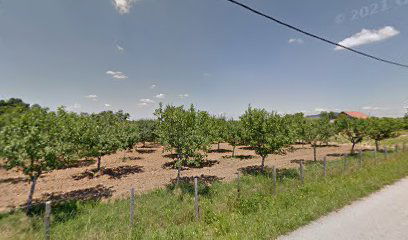 Timočki put (izlaz)