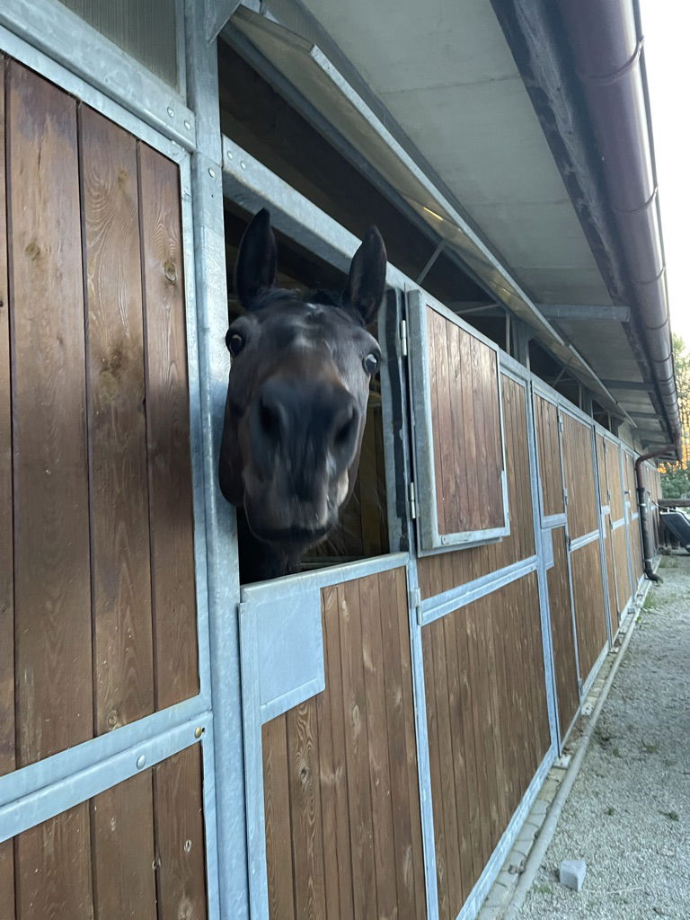 Šola jahanja TabiEquestrian