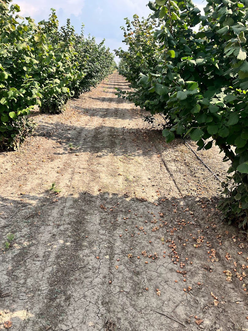 Plantaža lešnika URBAN