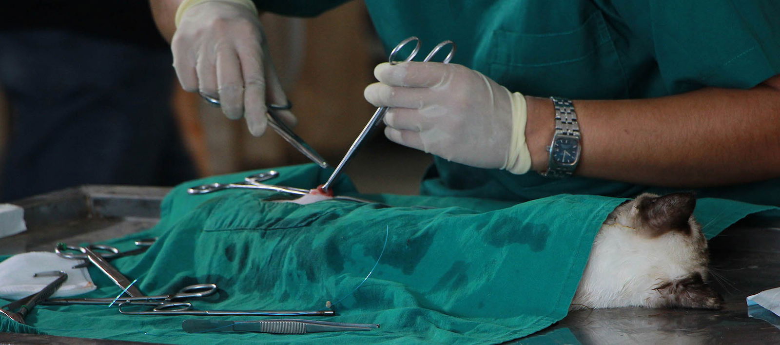 Veterinar Beograd na poziv