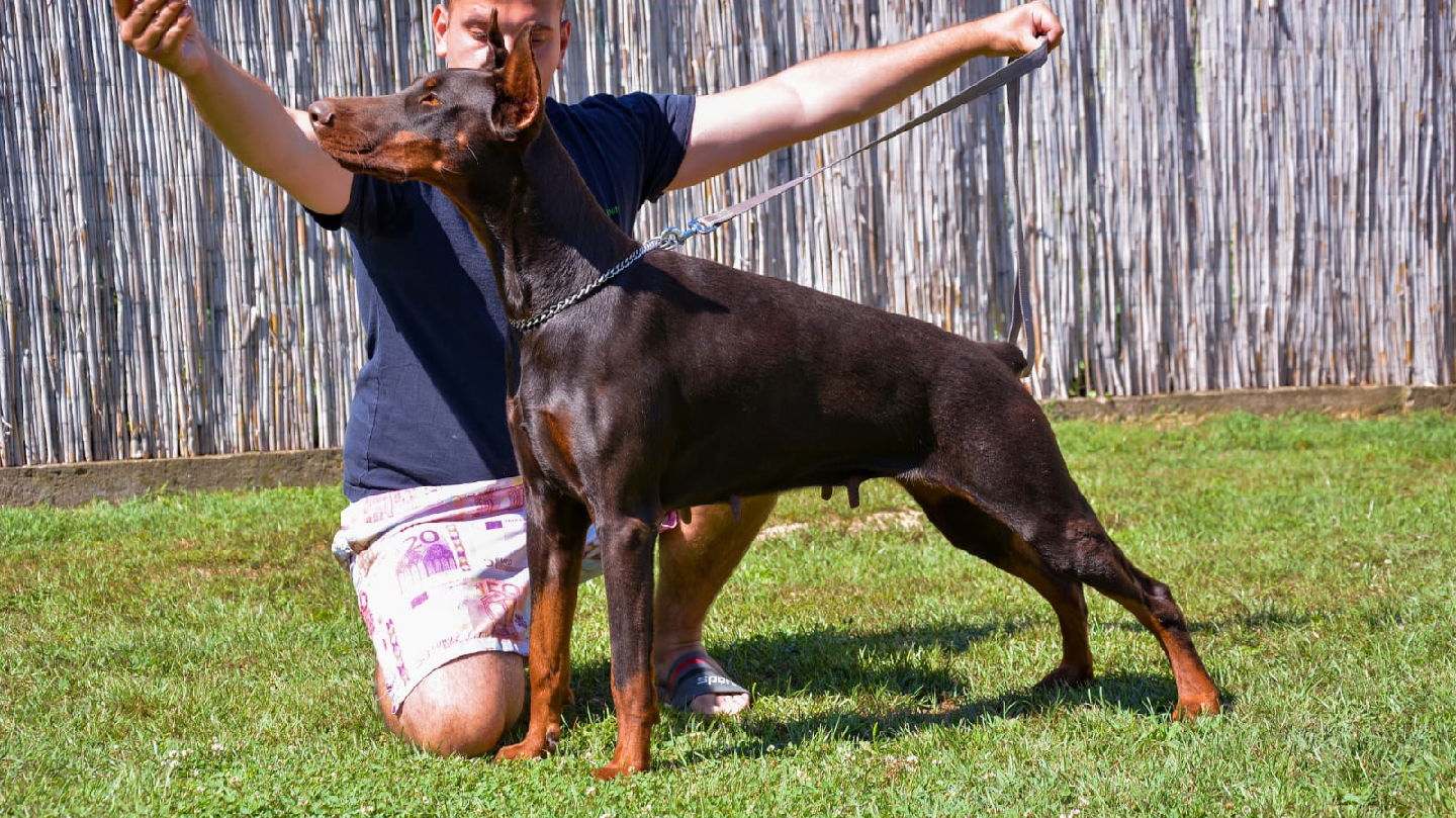 DI MARIDUSTE DOBERMAN KENNEL