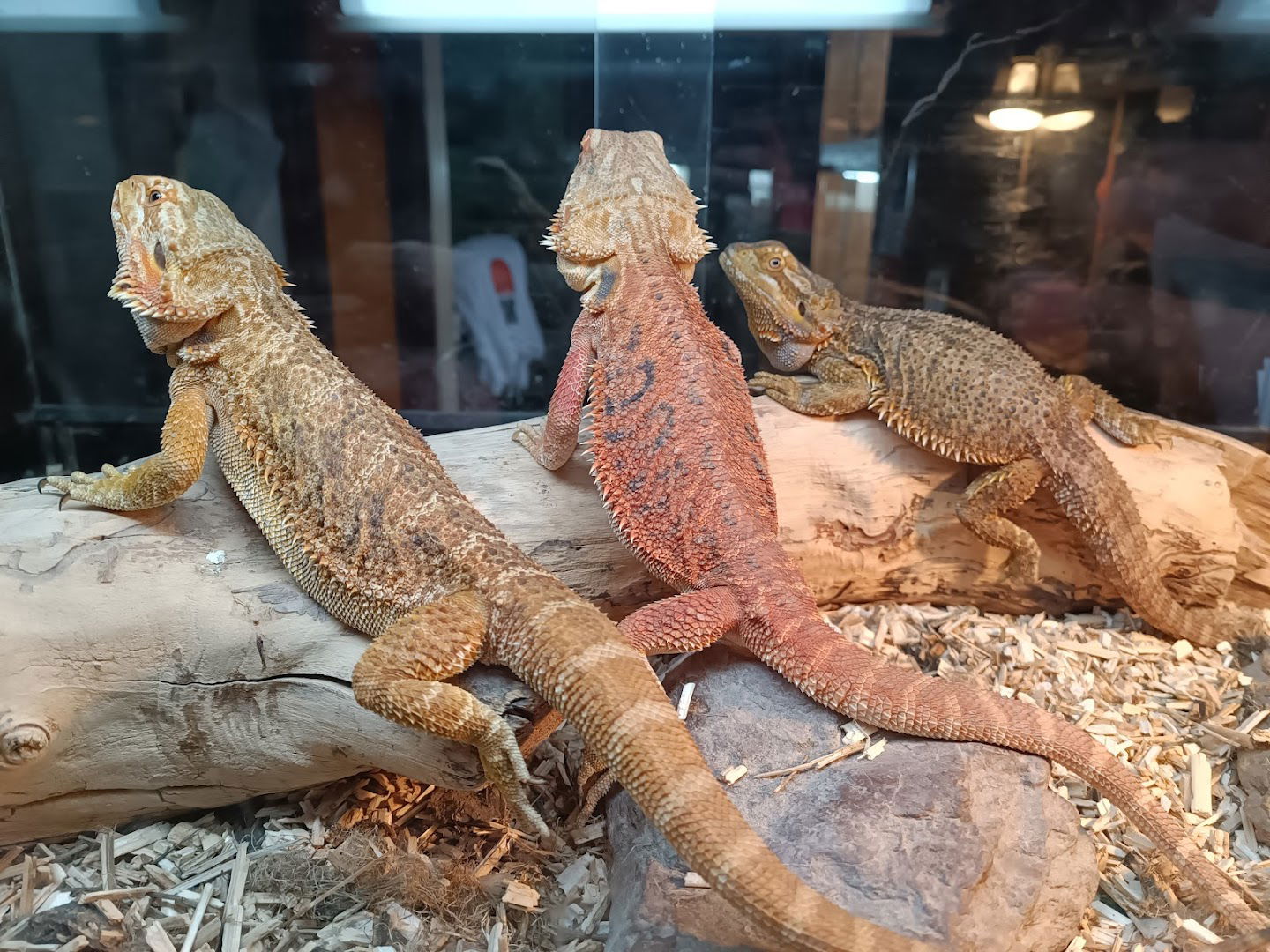 TerAqua породична хоби одгајивачница