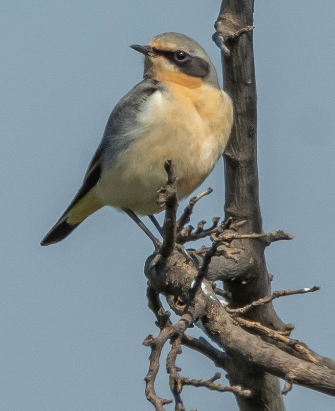 Mramorak - Deliblatska peščara (Birding place)