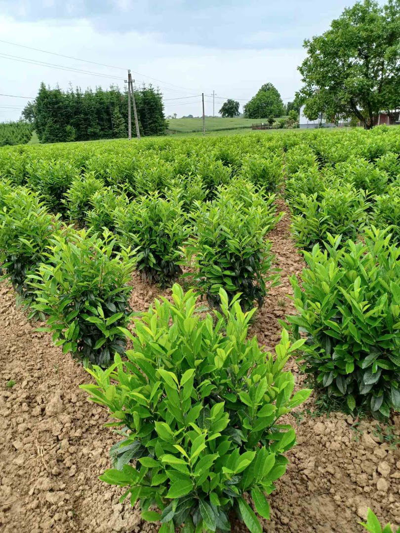 Marits Díszfaiskola