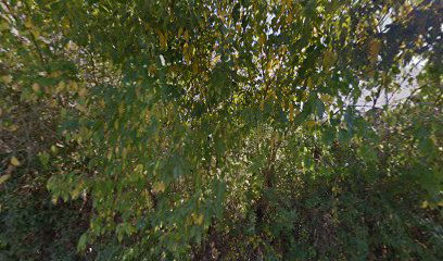 Mila Sport Connection