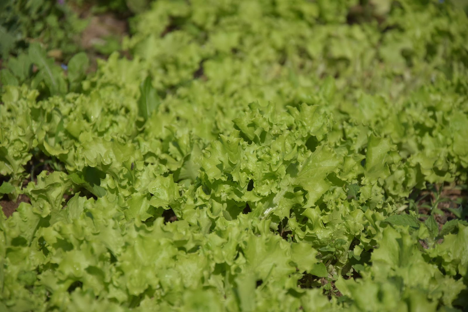 Podbukovc mountain farm
