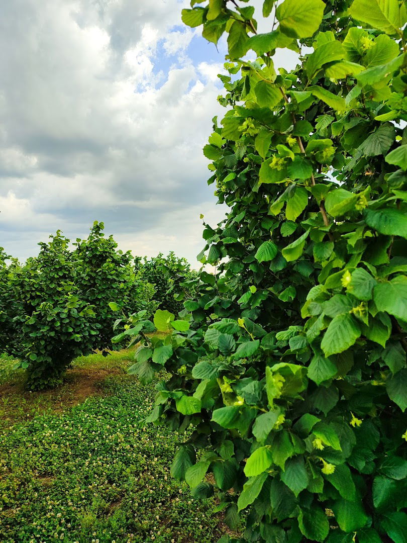 Plantaza Lesnika Gajic
