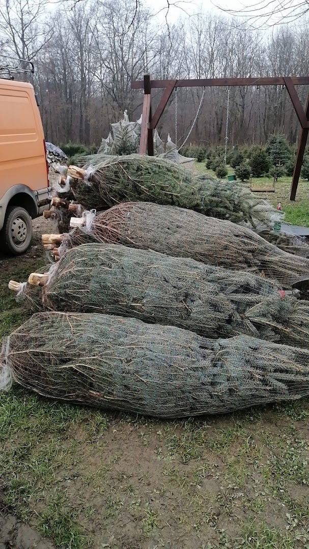 Prodaja božićnih drveća Vg