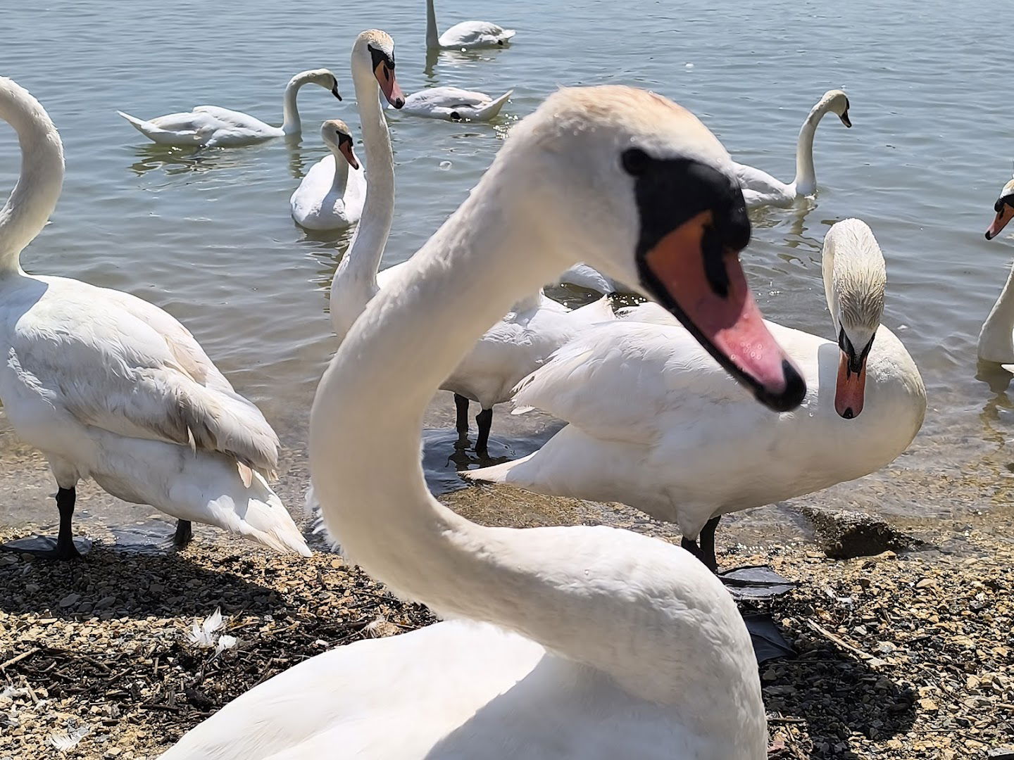 Meeting Swans