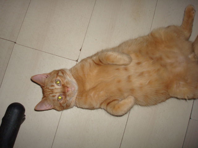 BECA - veterinary clinic