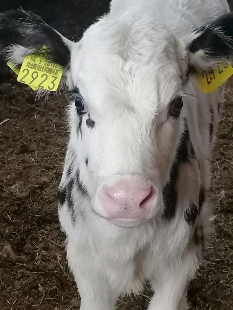 OPG RANCH 4 ME - MEHIĆ ANTONIO