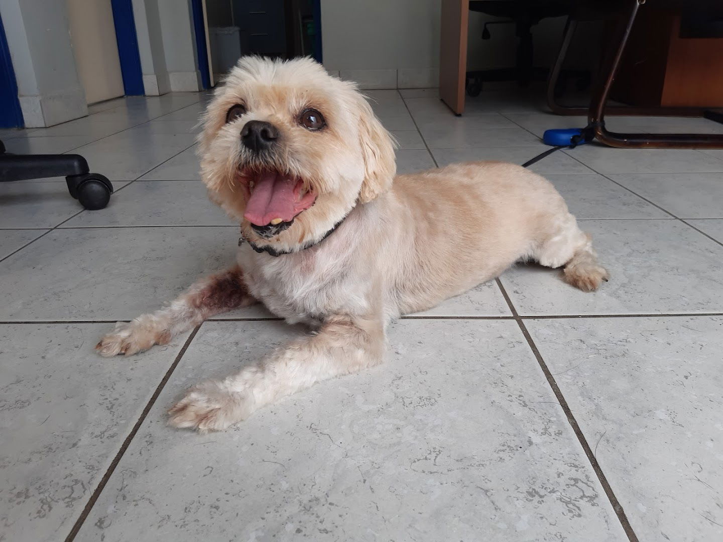 Veterinarska ambulanta Zdenčina d.o.o.