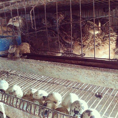 Domaćinstvo Dragana Cvetića