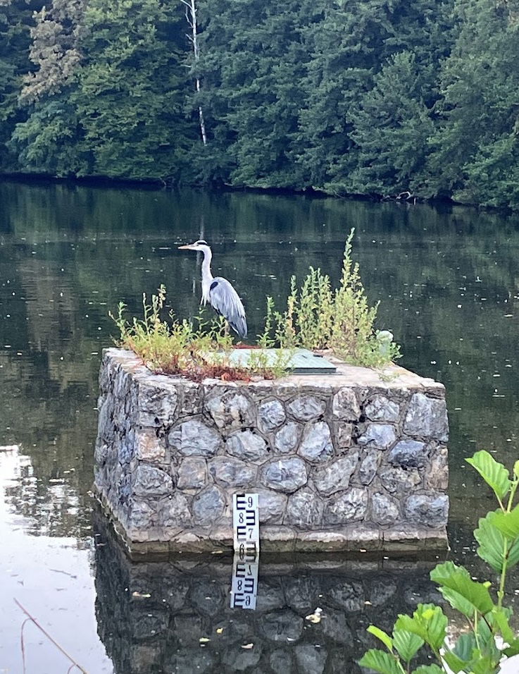 Heron's Lookout