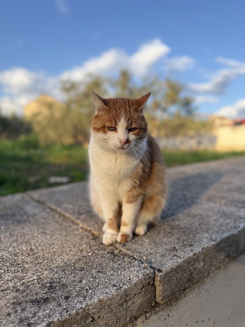 Firefighters cat Garo