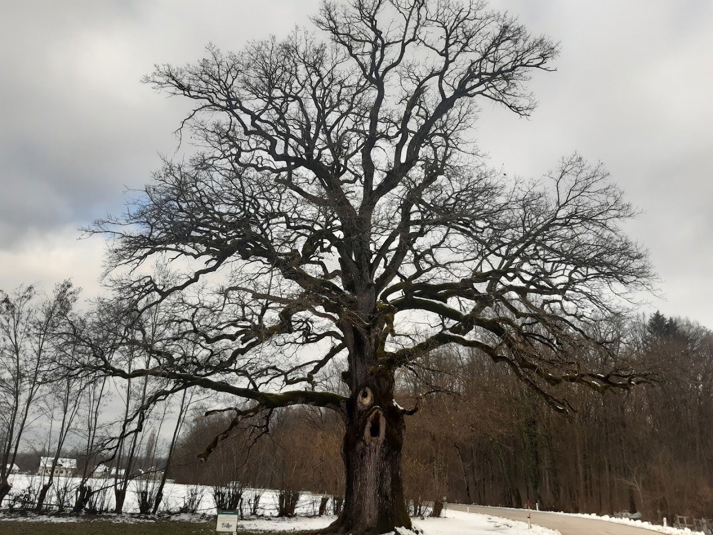 Large Oak Tree