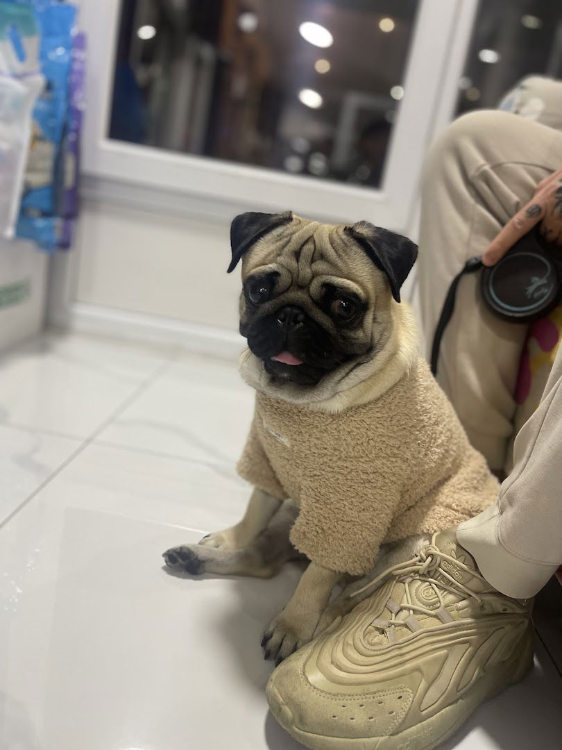 PET VET CARE VIDIKOVAC