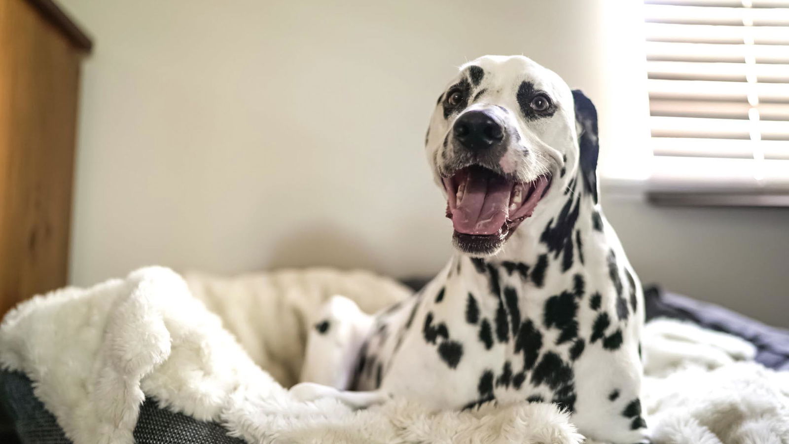 Pet hotel Žad - Smeštaj za pse