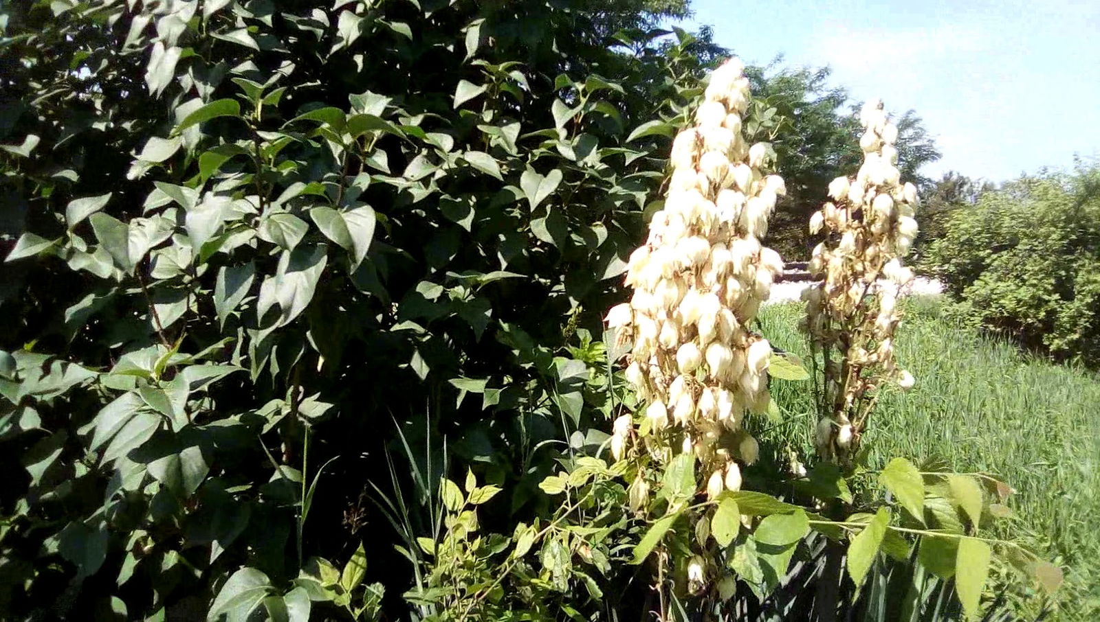 Železnička Stanica - Donji Titel