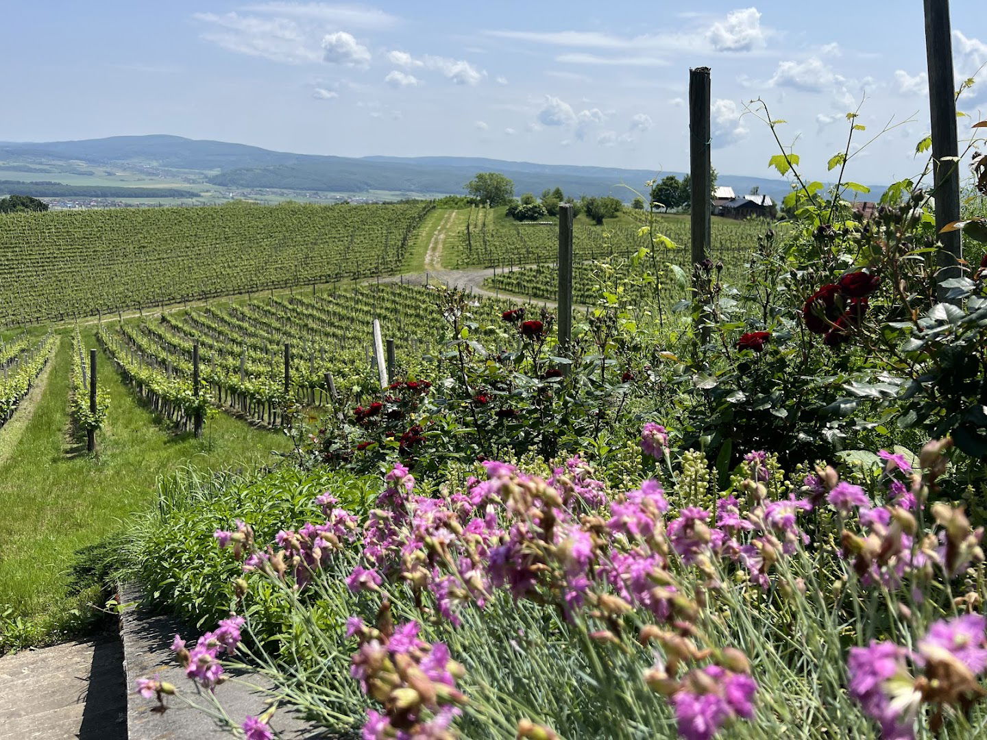 Bačva „Vidikovac“ - Vina Markota