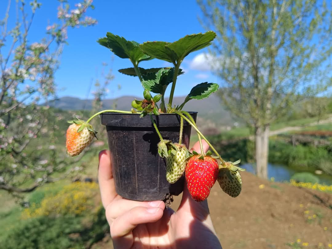 OPG Mario Blajić-Lučane