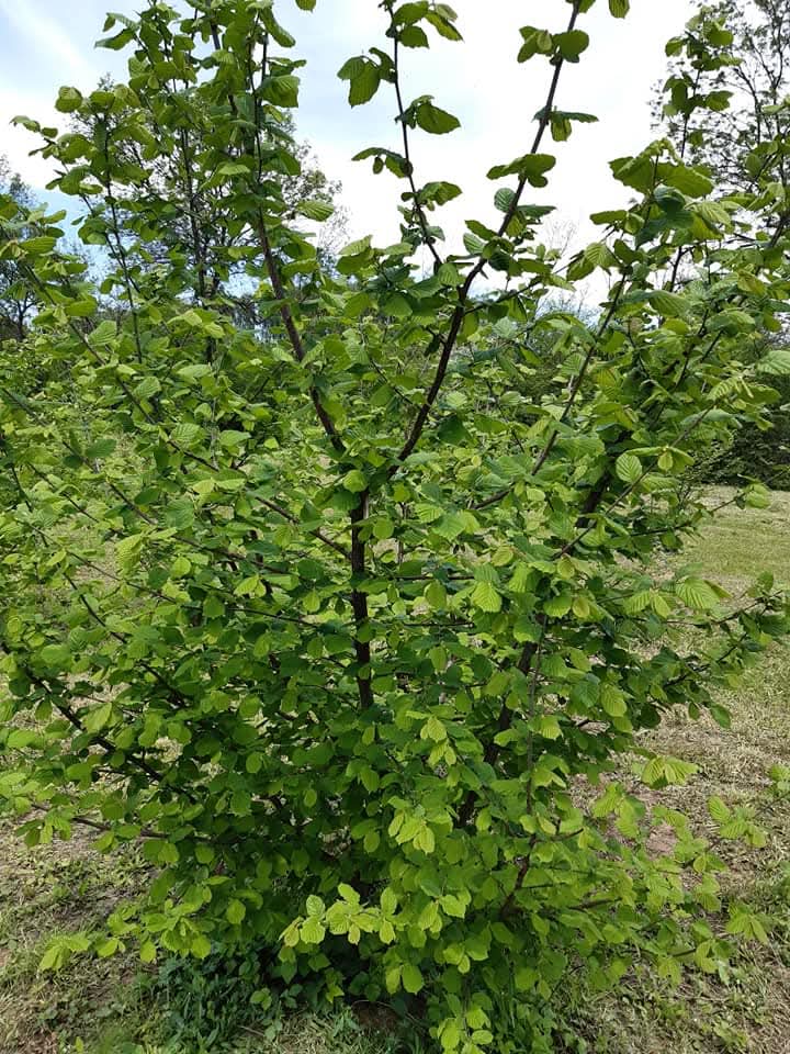 Plantaza Lesnika Obradovic