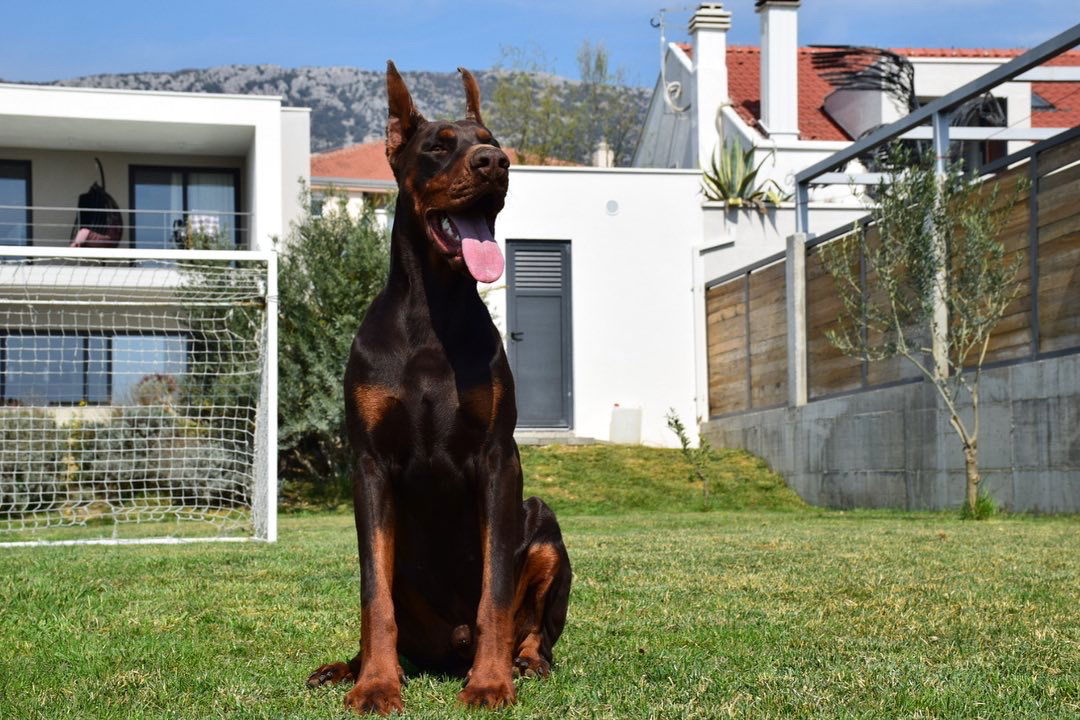 Spalato Dobermans