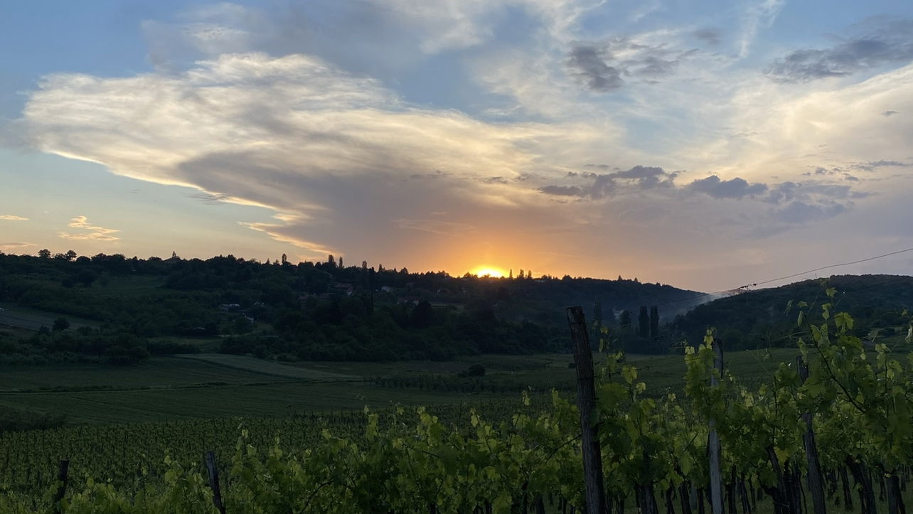 Винарија Хопово