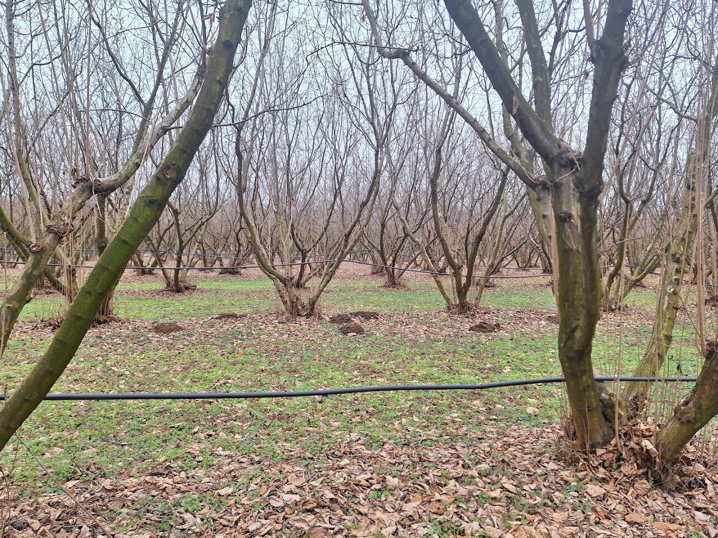 Plantaža lešnika "REBRACOMMERCE "