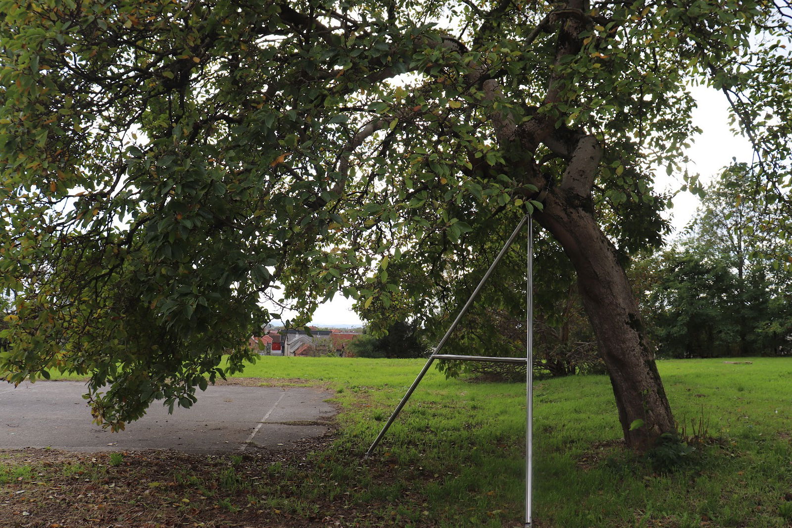 Magnolija u Pribislavcu