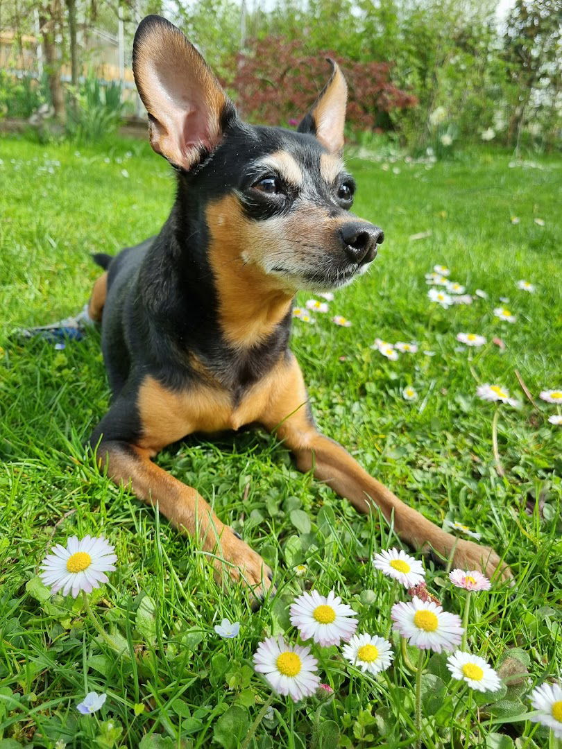 Veterinarska ambulanta Andar