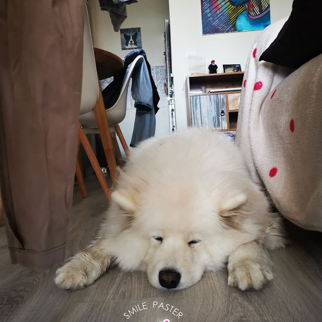 Čuvanje kućnih ljubimaca - Pet sitting & Pet transfer Zagreb