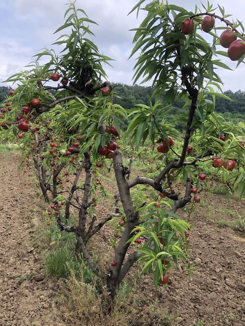 Poljoprivredno gazdinstvo Pavlovic