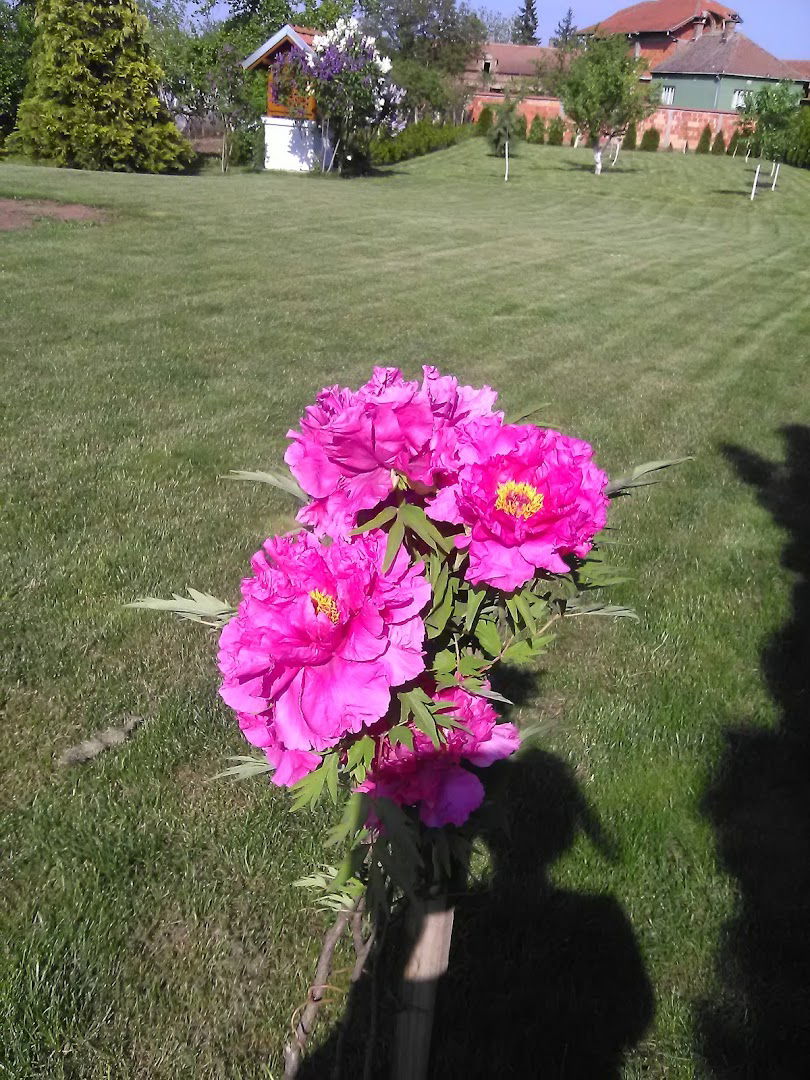 Osnovna škola "Vuk Karadžić"