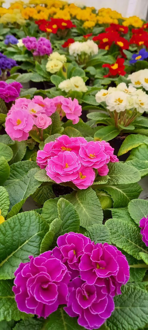 OPG Velimir Pavlovic