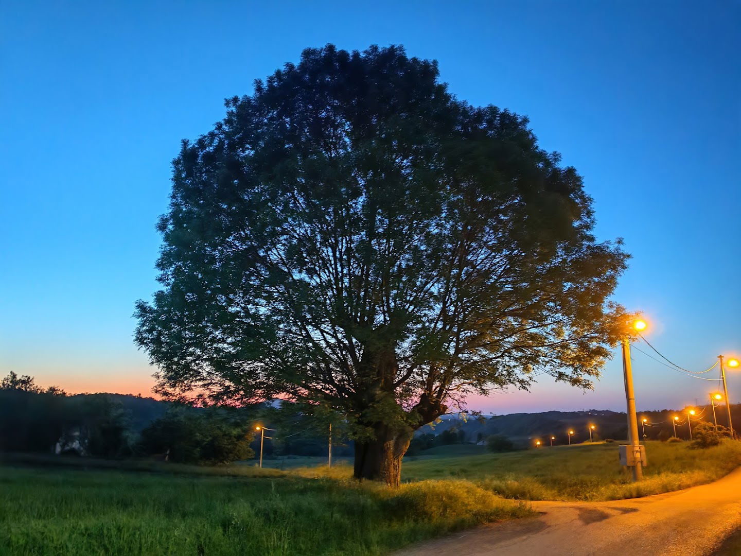 Debelo drvo "Daleko bilo"