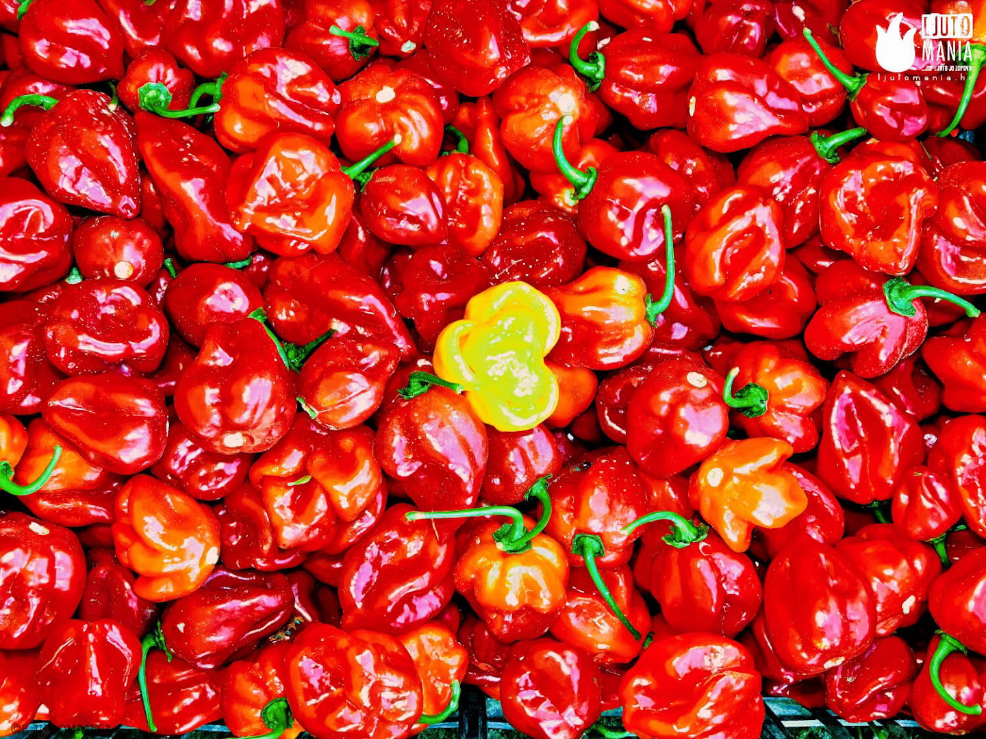 OPG Daniel Drzanic "Ljutomania"