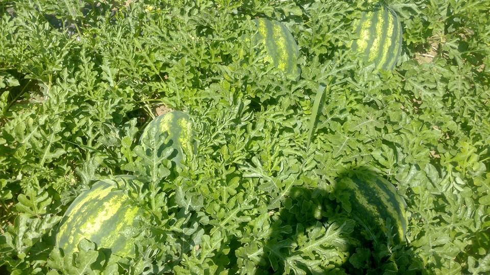 Holland Angro d.o.o.