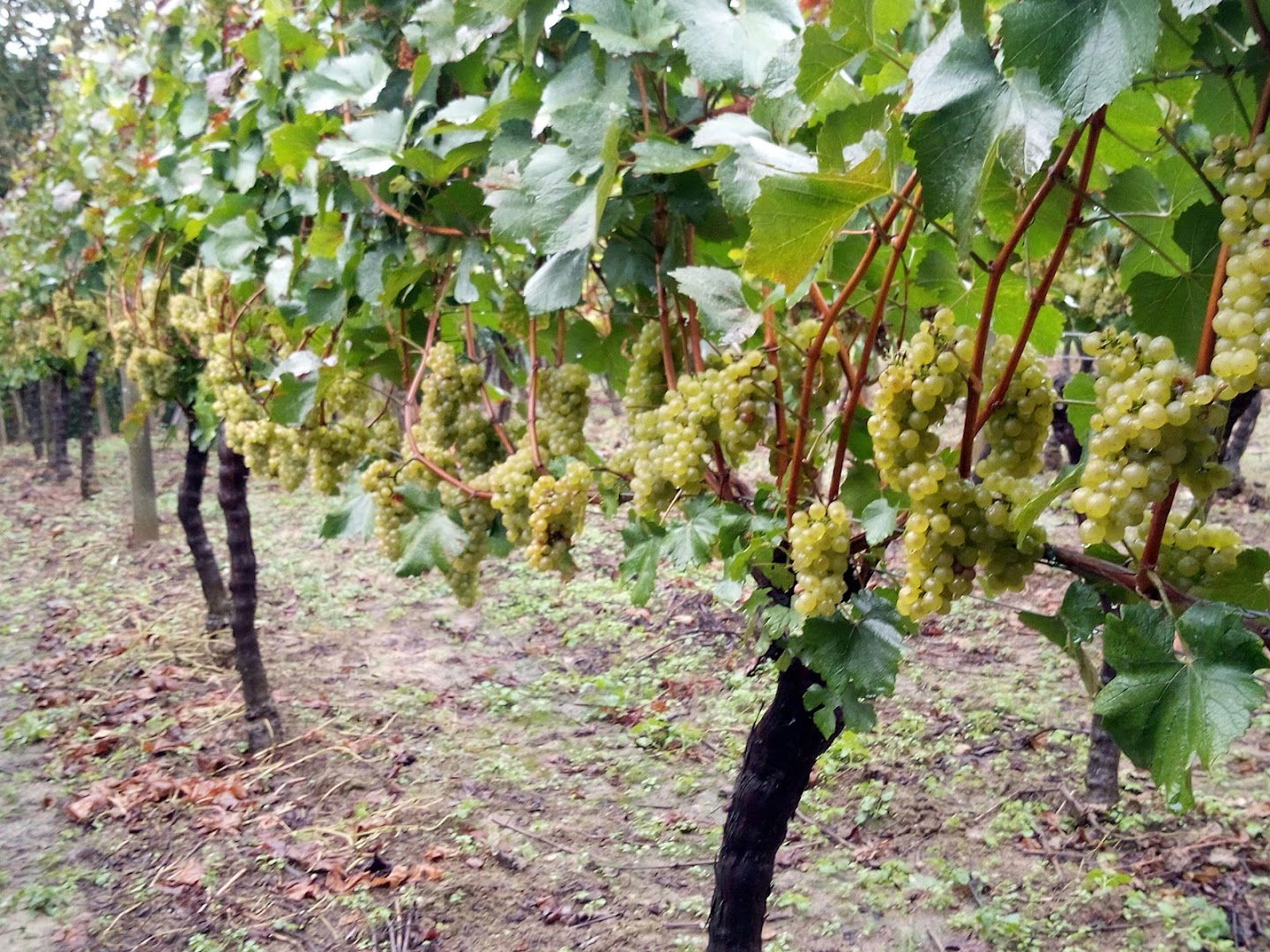 Rečki Vinogradi - Wine lovers