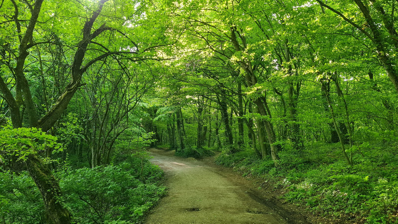 Makadam prema Glavici