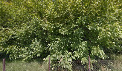 SPI za drzavne puteve