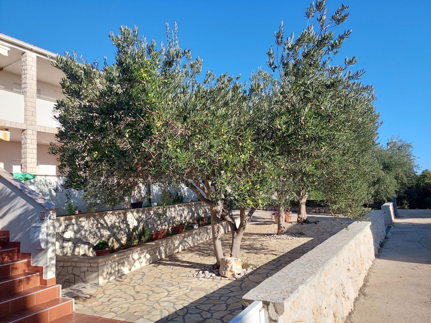 Apartments Olive Garden