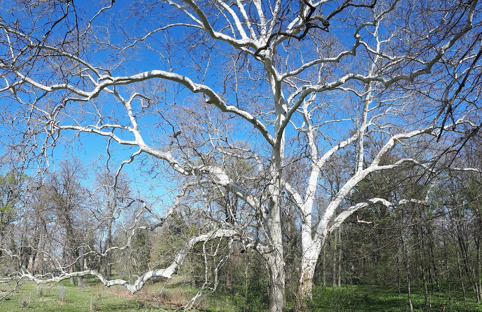 Veliki Bukovec - park Uz Dvorac
