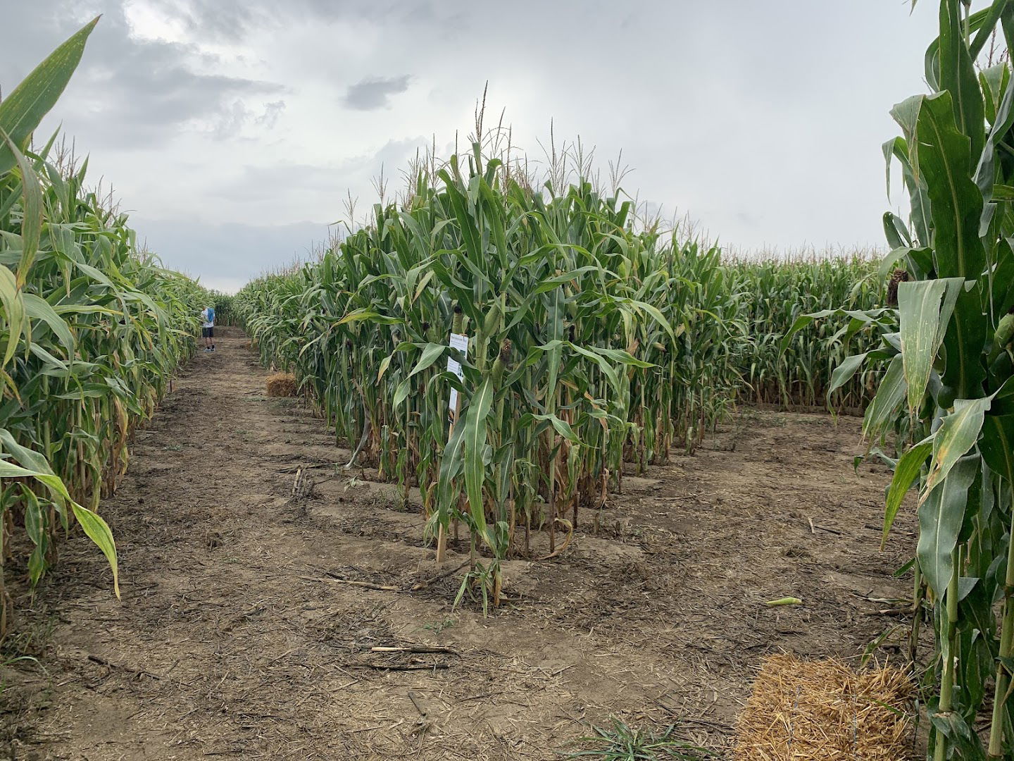 Posavski kukuruzni labirint “Hrvatica”