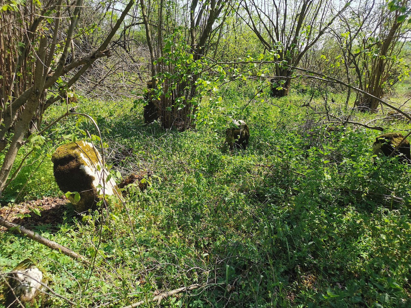 Nepoznato staro groblje