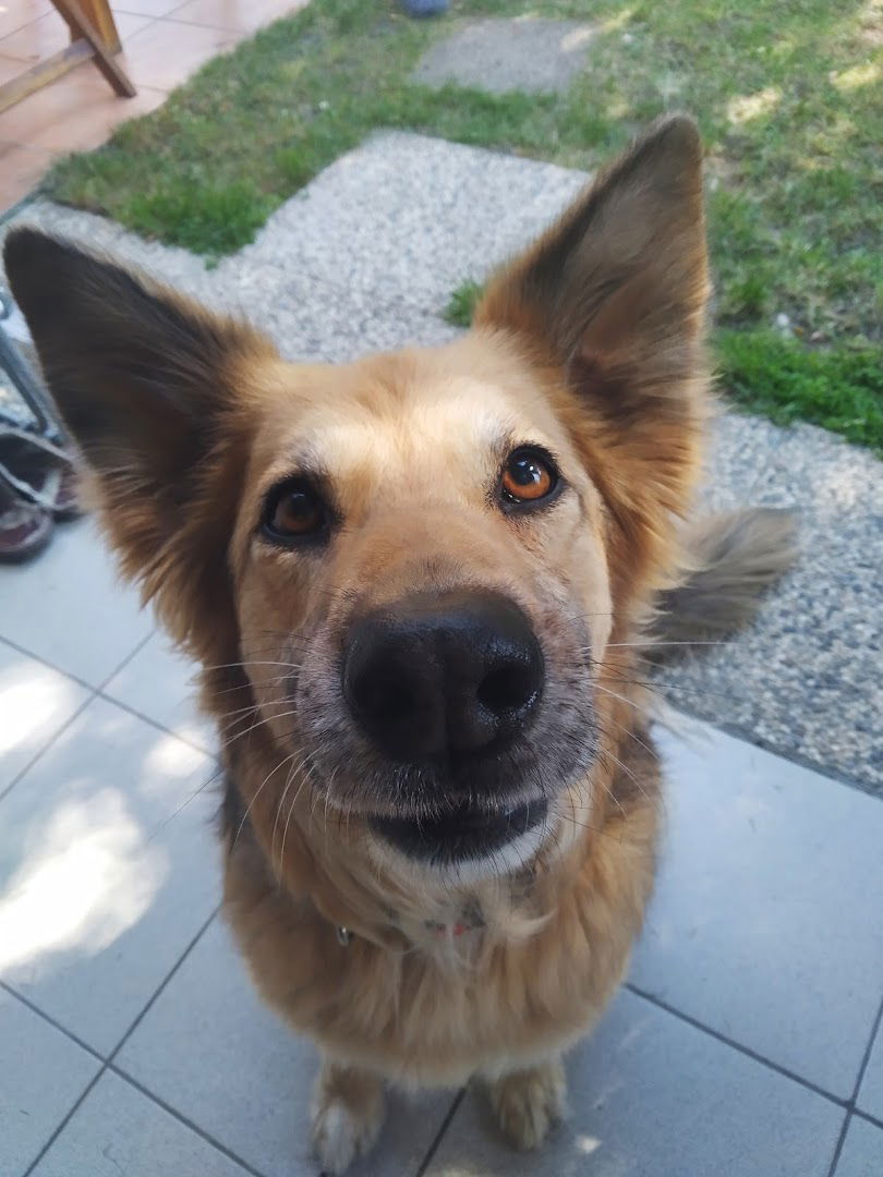 Salon za njegu pasa Njuške