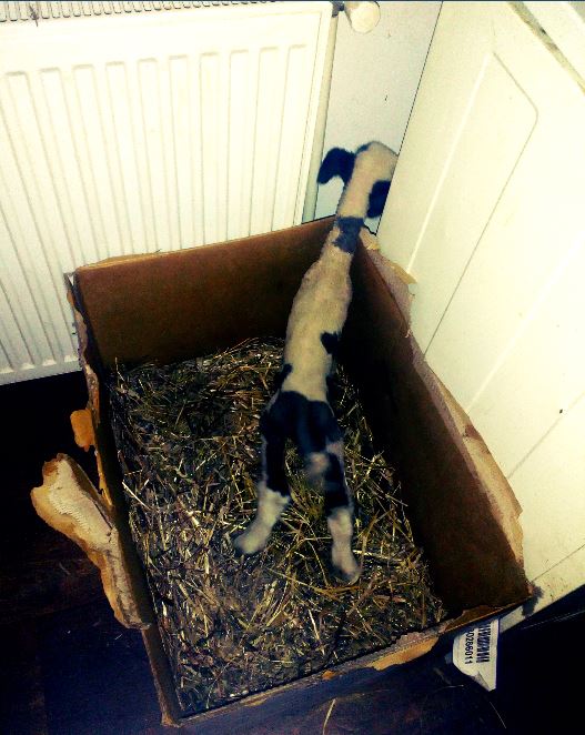 Domaćinstvo Jovana Cvetkovića